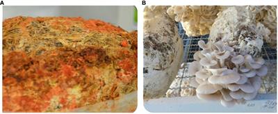 Toxicological, biochemical, and histopathological evaluation of rats fed with macrofungal-treated cottonseed cake